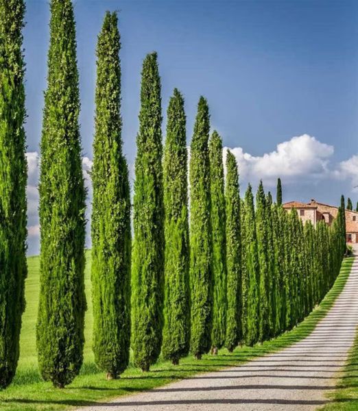 Cipresso toscano / Cupressus sempervirens 'Pyramidalis'